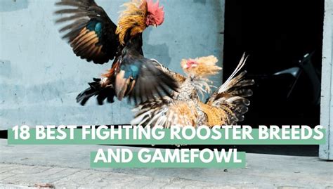 fighting rooster breeds